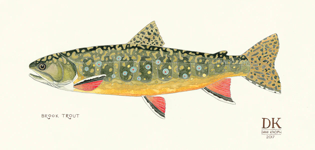 Brook Trout Print