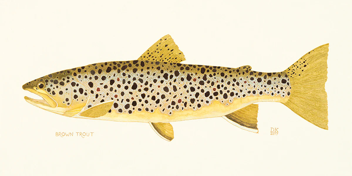 Brown Trout Framed Print