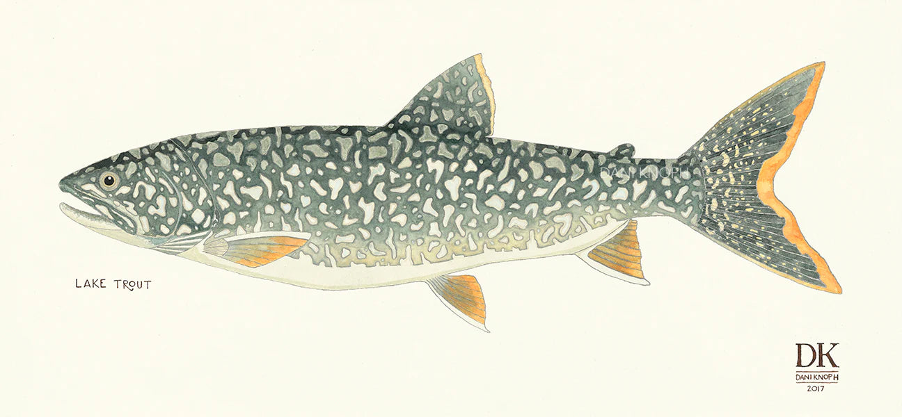 Lake Trout Print