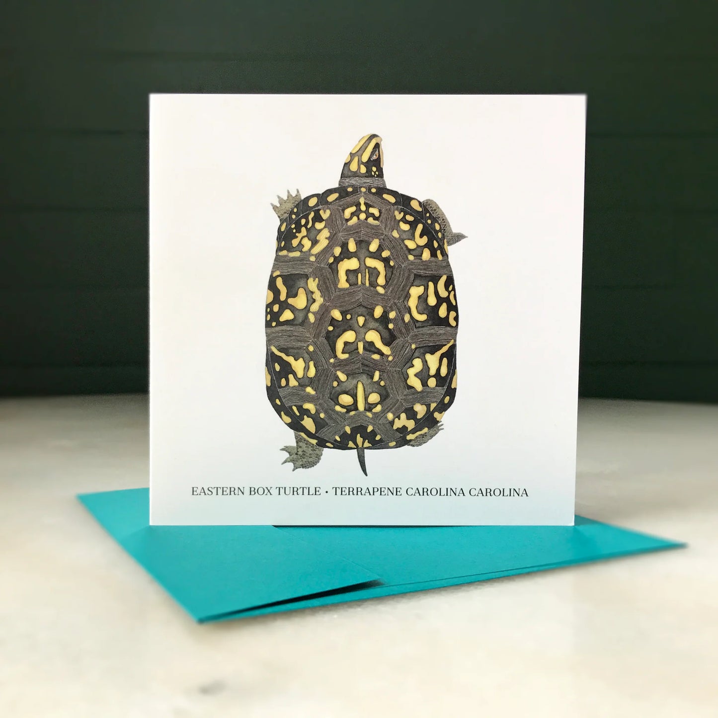 Eastern Box Turtle Greeting Card