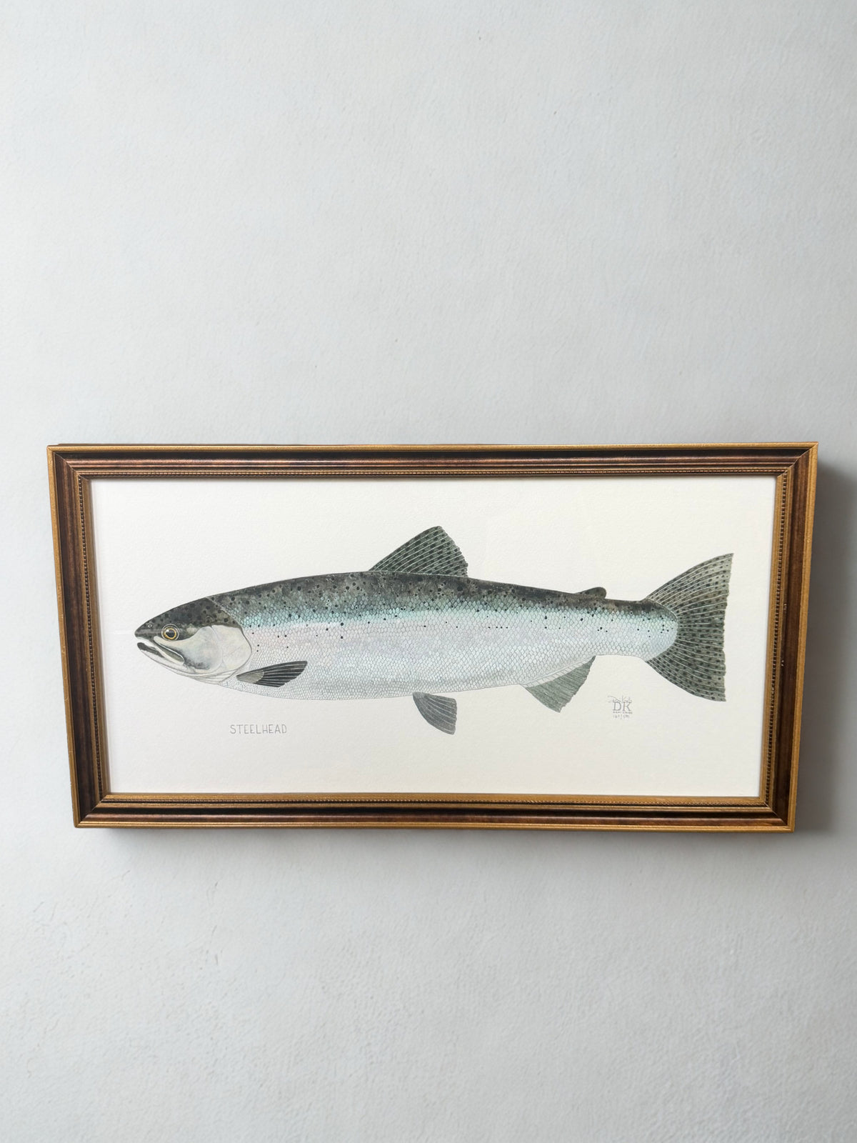 Steelhead Framed Print