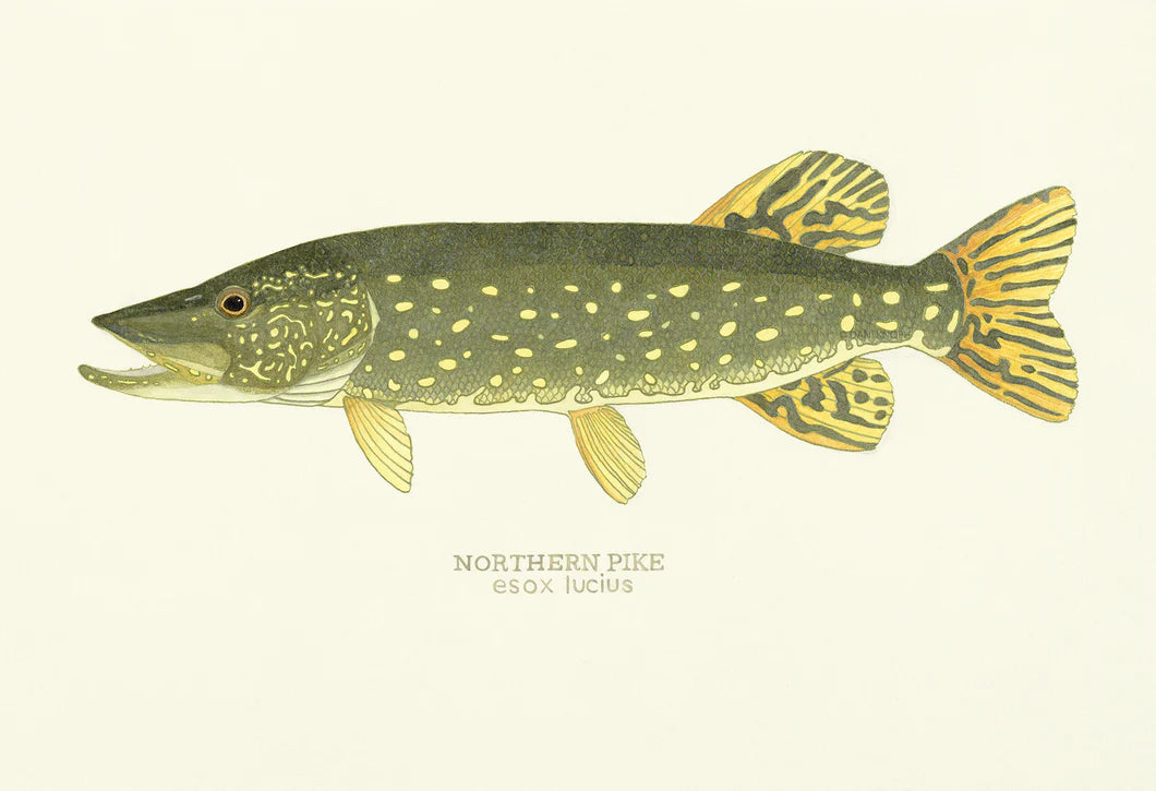 Northern Pike Print
