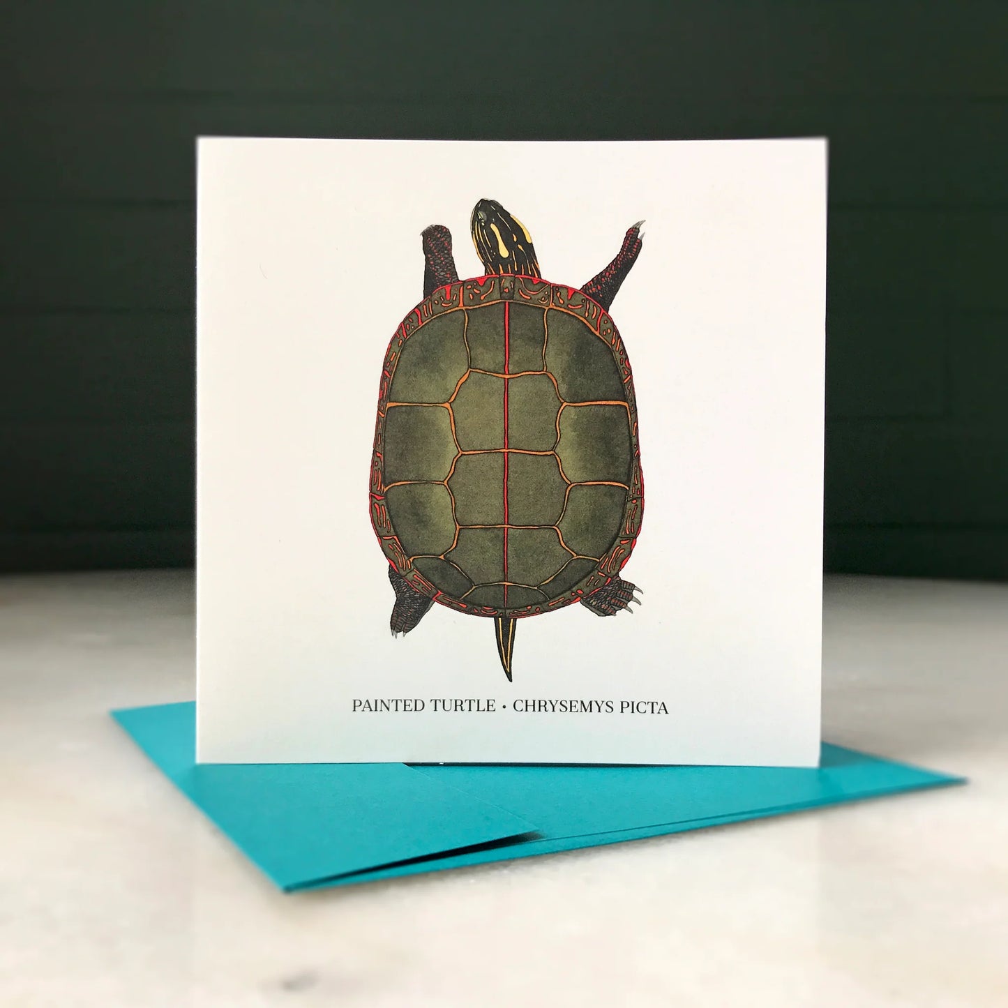 Painted Turtle Greeting Card