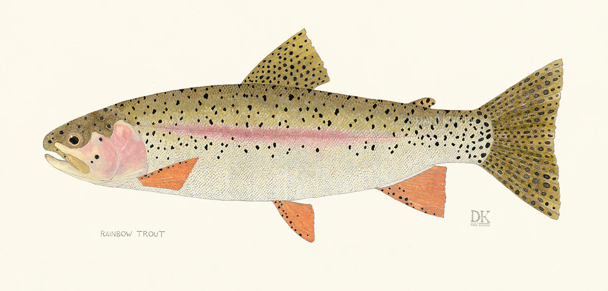 Rainbow Trout Framed Print