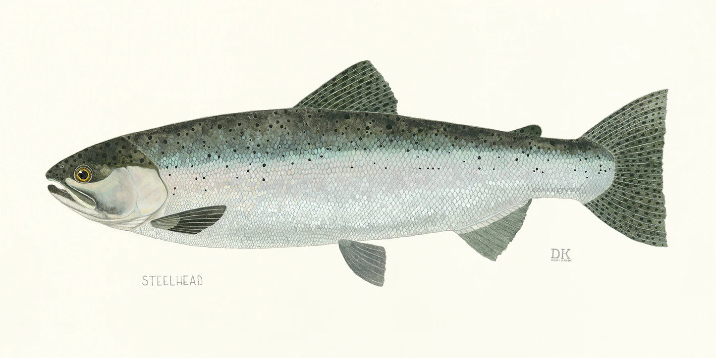 Steelhead Framed Print