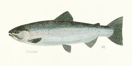Steelhead Framed Print