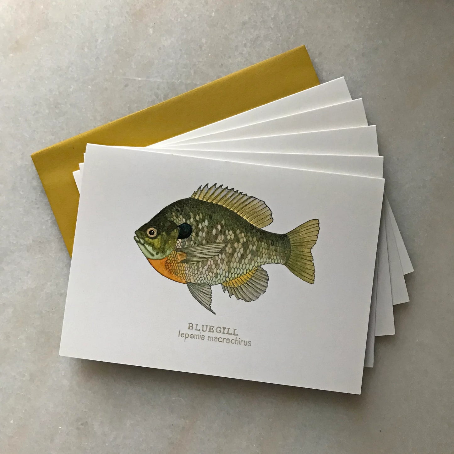 Bluegill Greeting Card