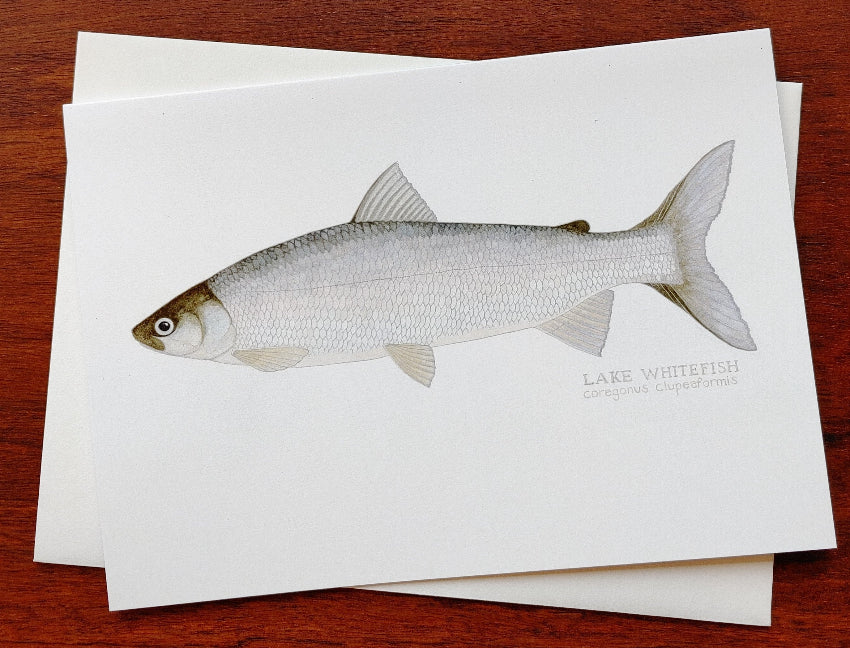 dani-knope-greeting-card-whitefish-print