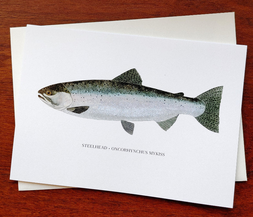 steelhead-fish-greeting-card-dani-knope-artist