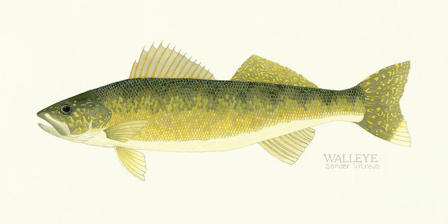 Walleye Print
