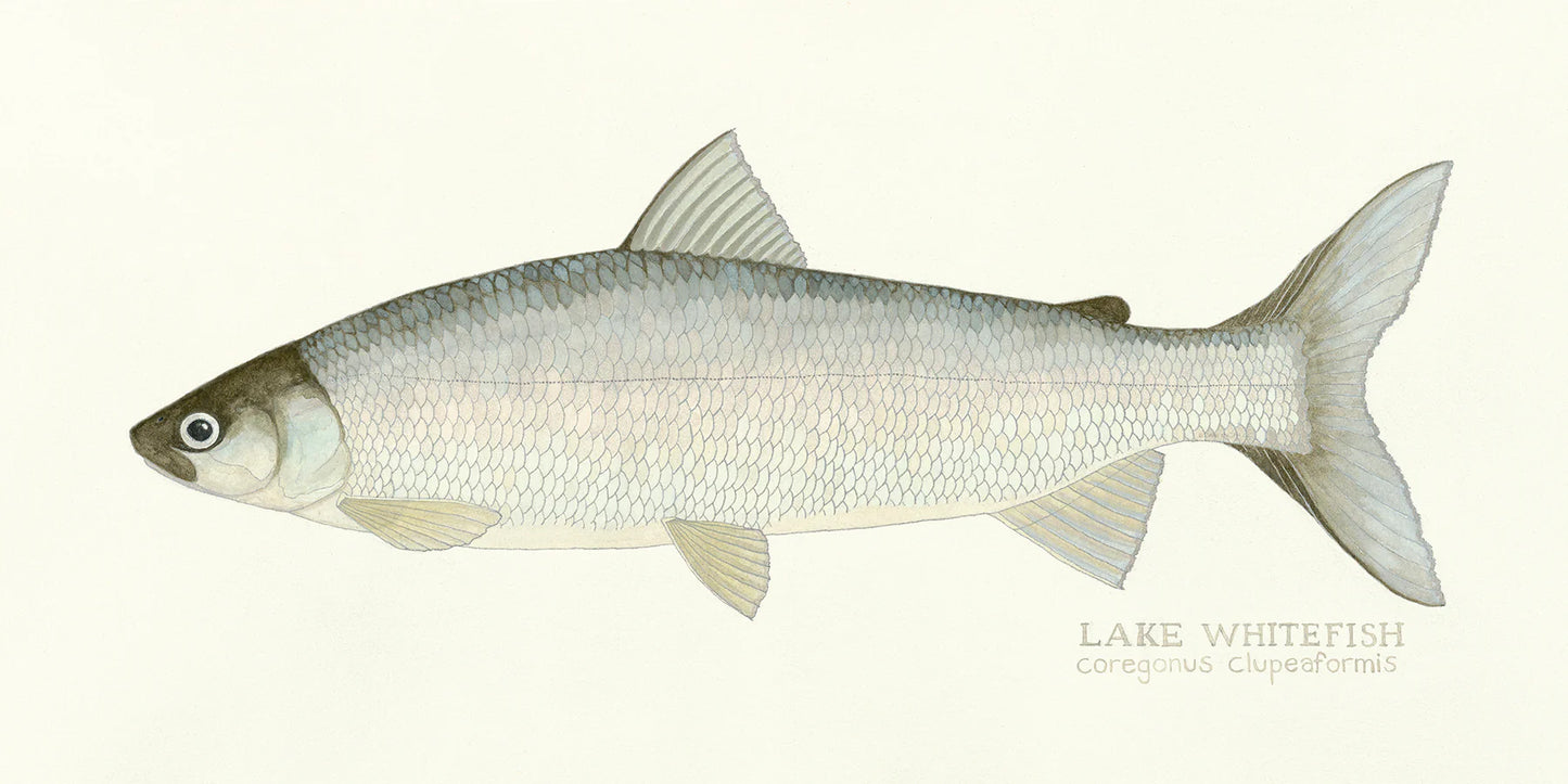 Lake Whitefish Print