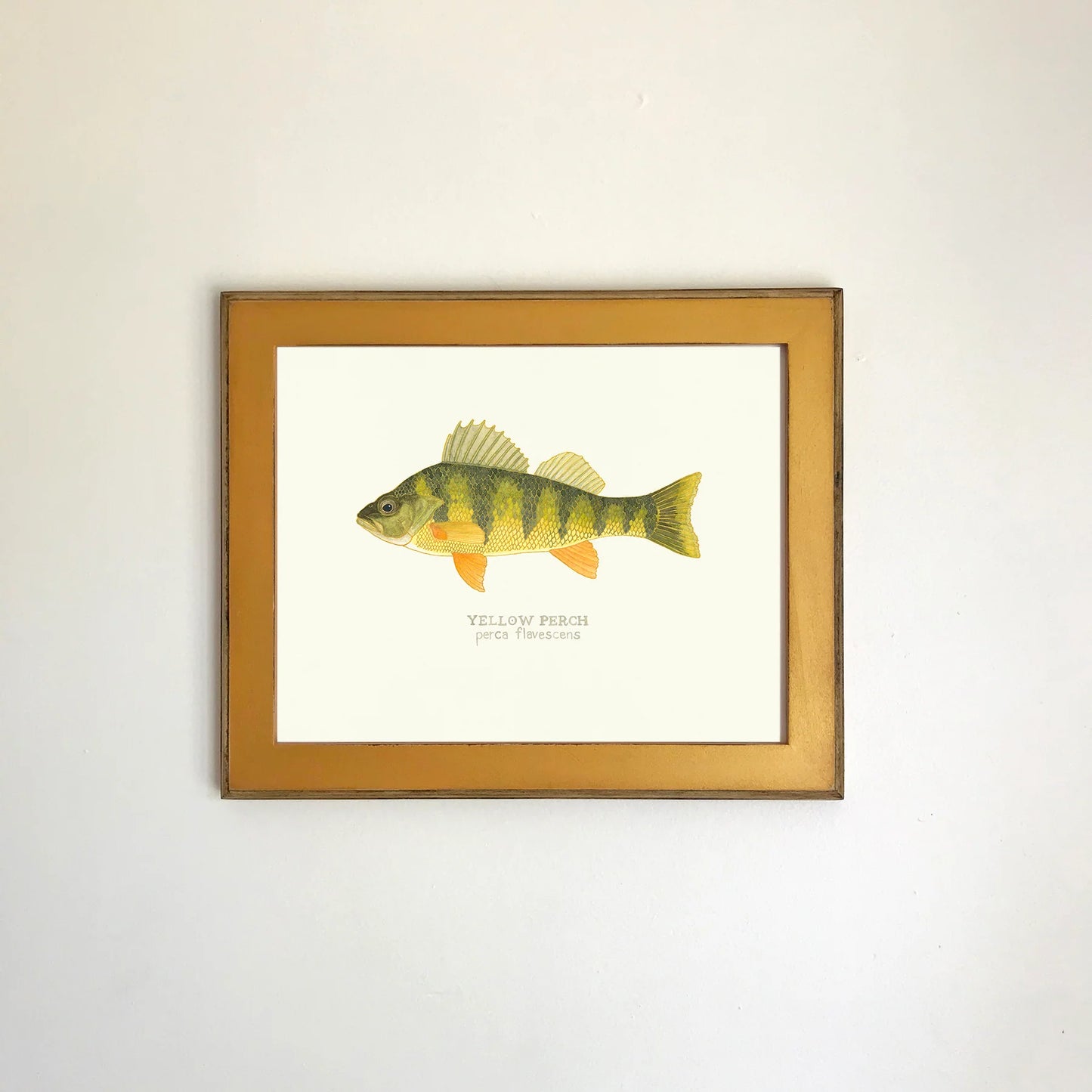 Yellow Perch Framed Print