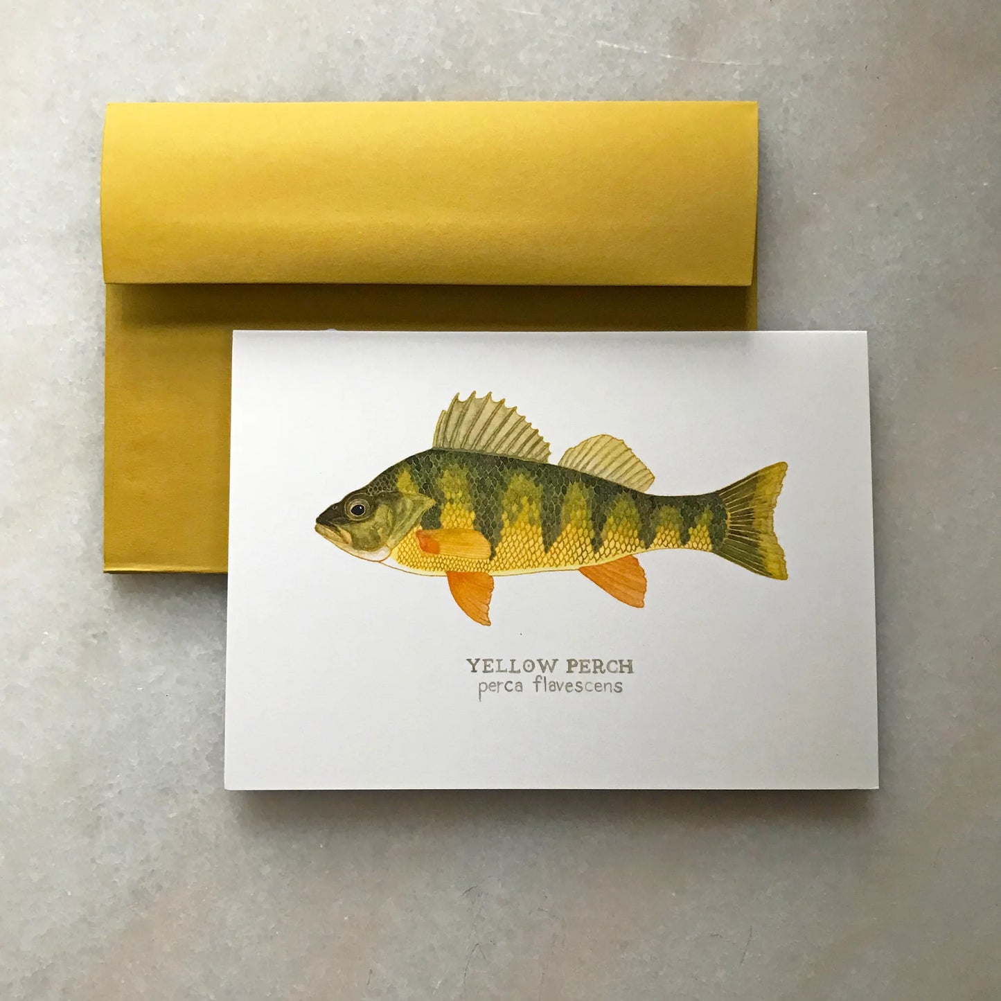 Yellow Perch Greeting Card