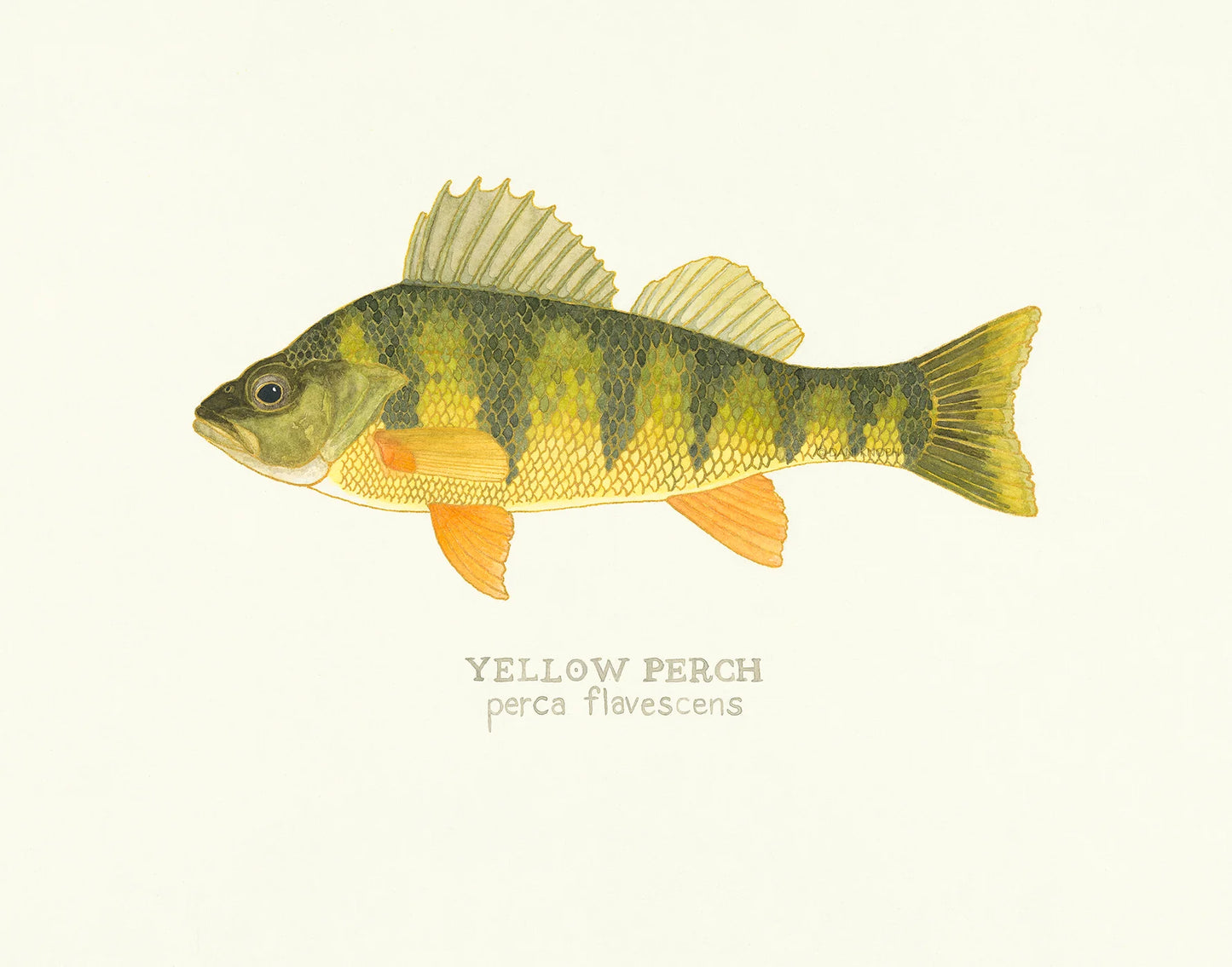 Yellow Perch Print