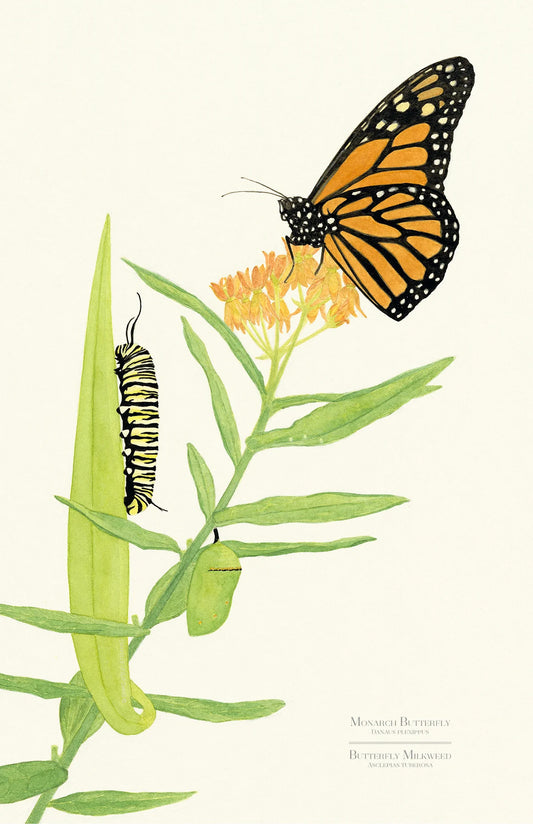 Monarch Metamorphosis Framed Print 11" X 17"