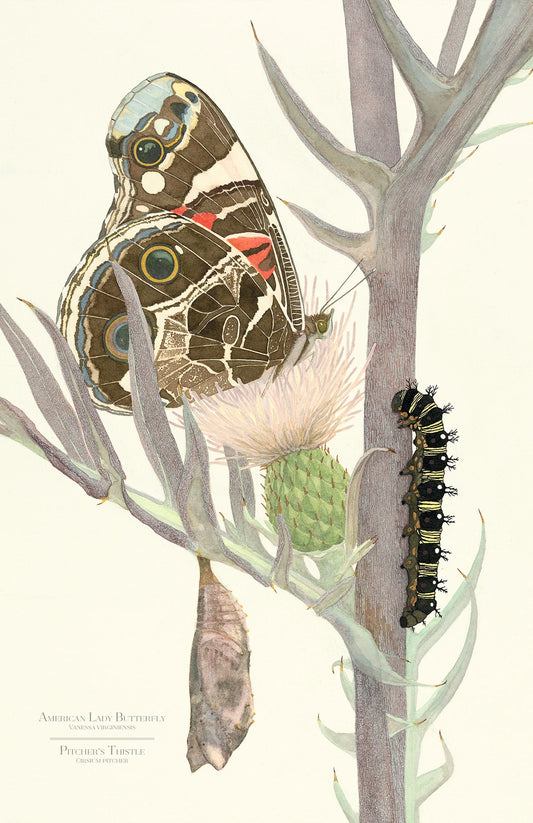 American Lady Butterfly Framed Print 11" X 17"
