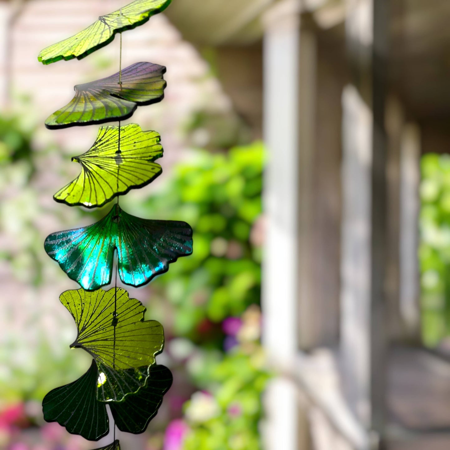 Emerald Ginkgos: 1 foot