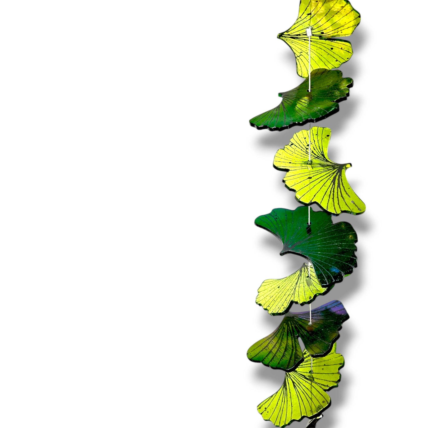 Emerald Ginkgos: 1 foot