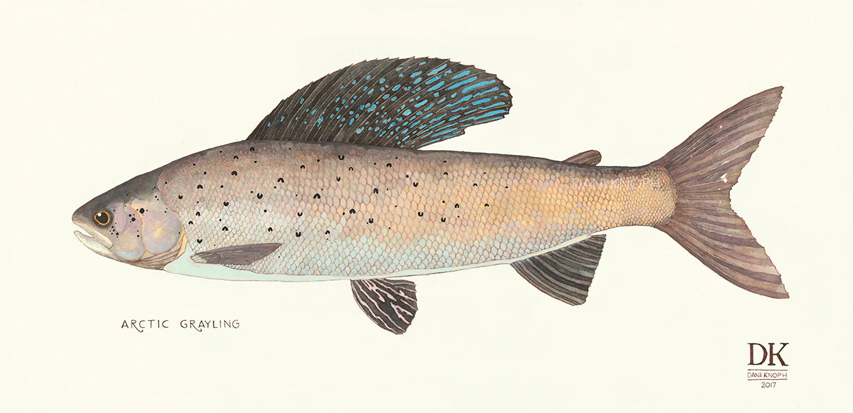 Arctic Grayling Print