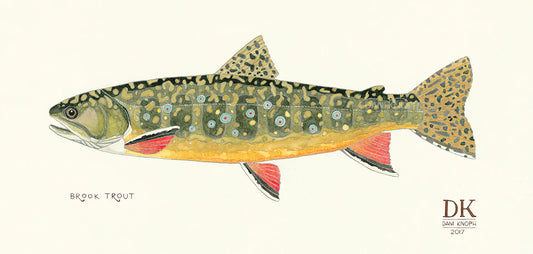 Brook Trout Framed Print