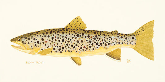 Brown Trout Framed Print