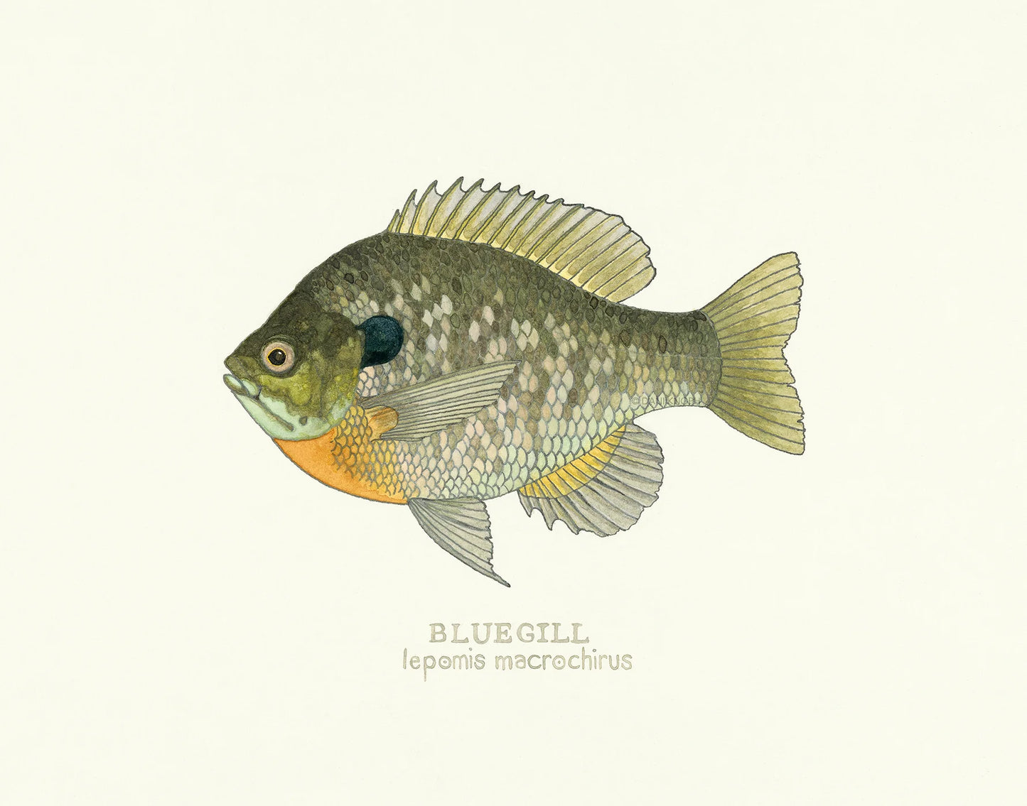 Bluegill Print - Framed 11x14