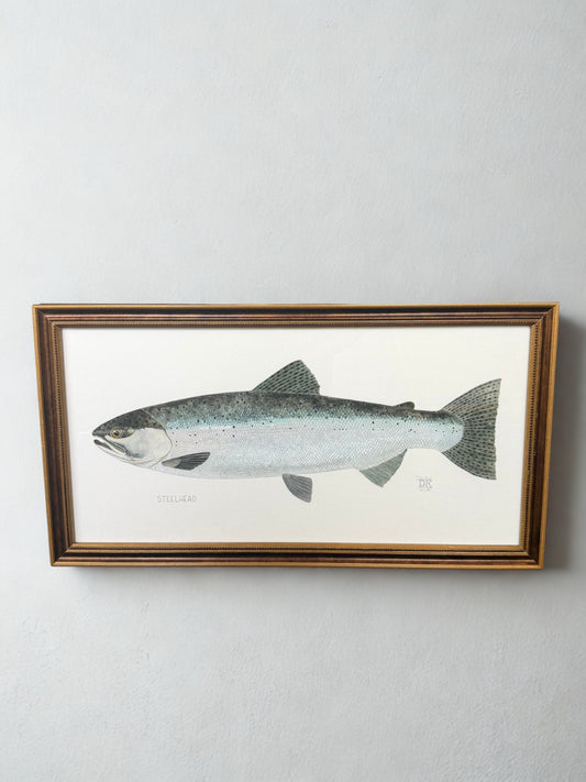 Steelhead Framed Print