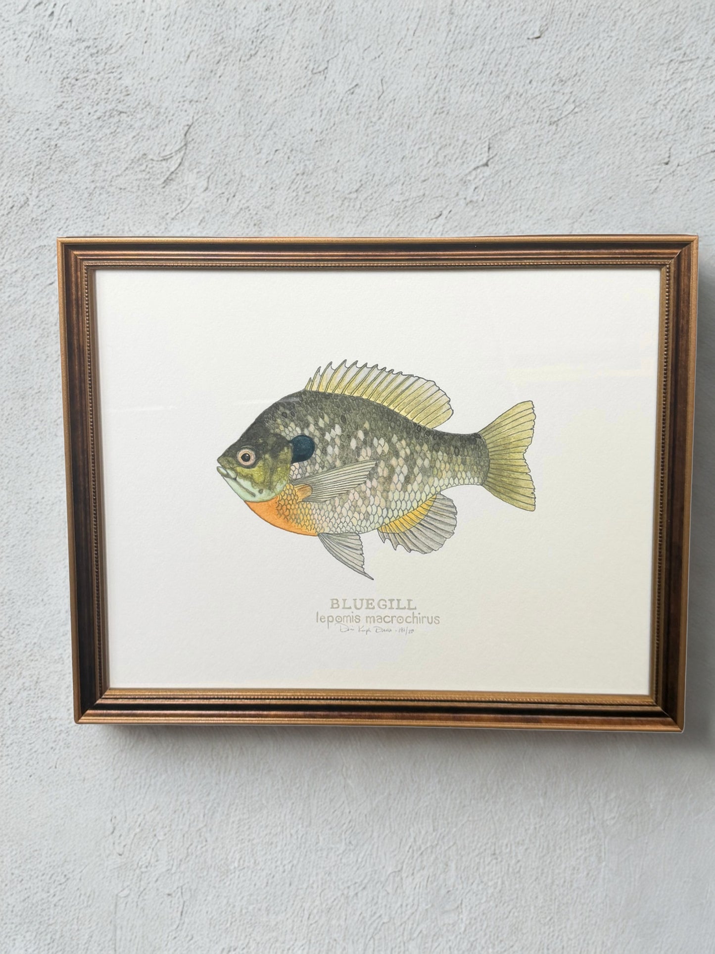 Bluegill Print - Framed 11x14