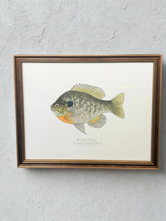 Bluegill Print - Framed 11x14