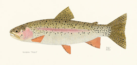 Rainbow Trout Framed Print