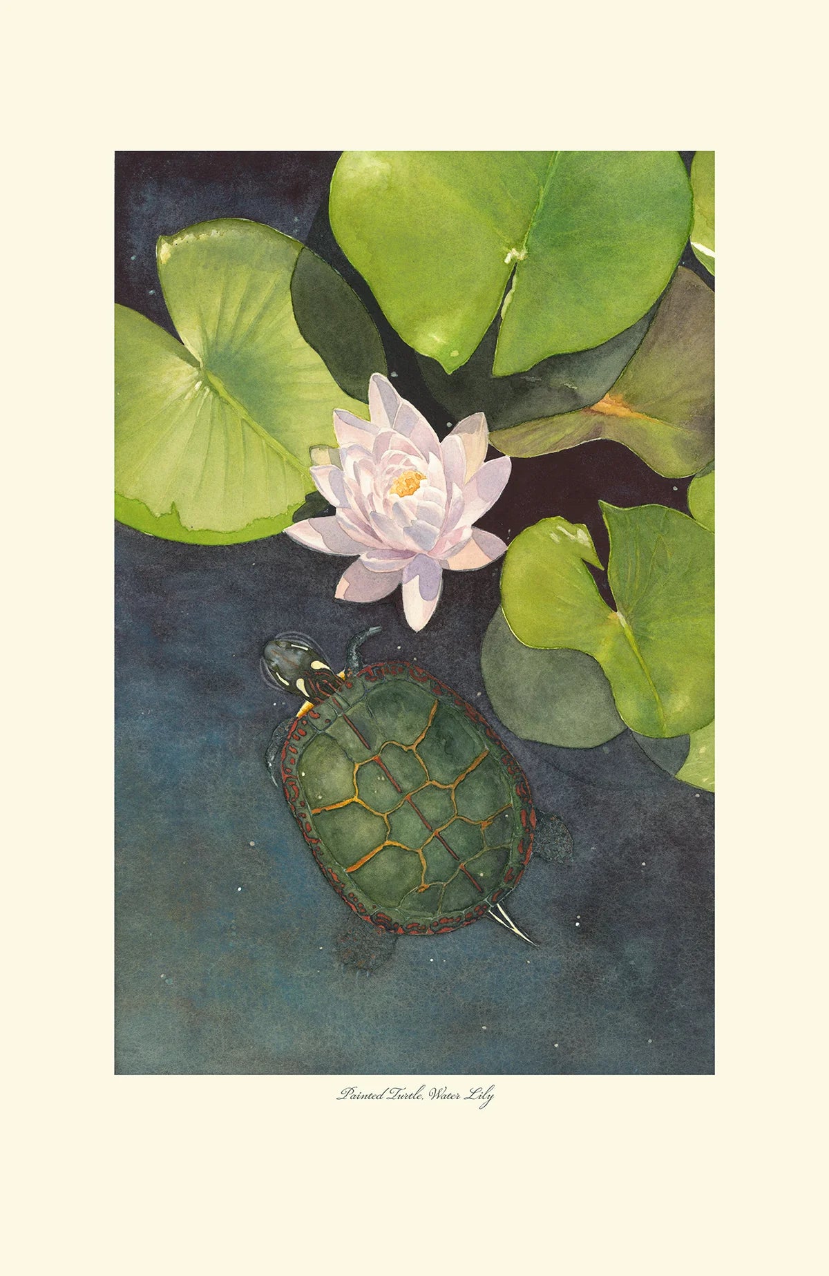 Painted Turtle, Water Lily Framed Print