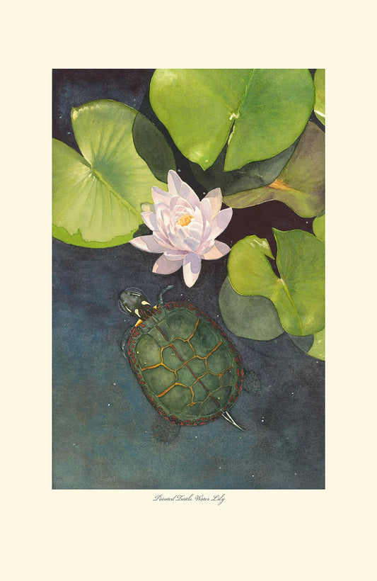 Painted Turtle, Water Lily Framed Print