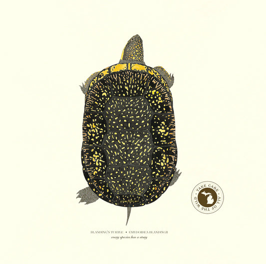 Blanding's Turtle Print Framed