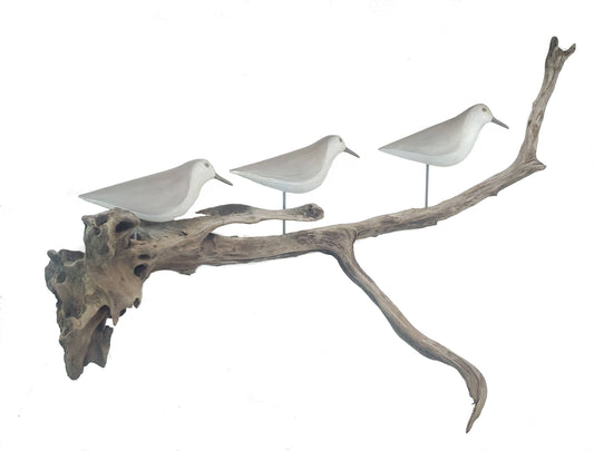 Sandpipers on Driftwood