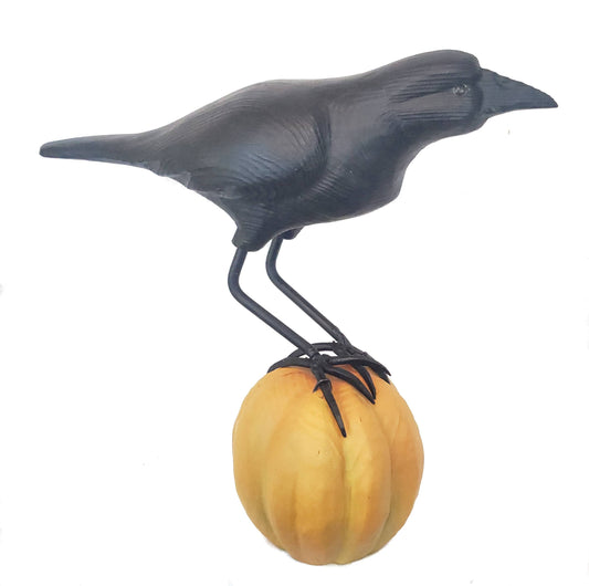 Crow on Pumpkin