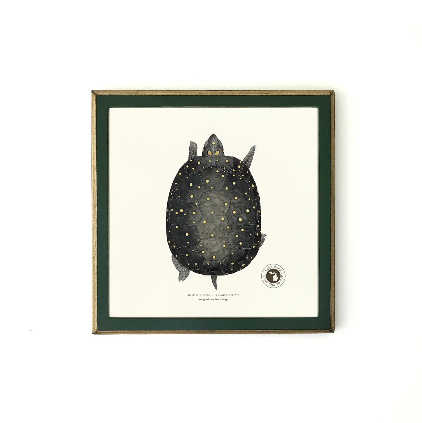 Spotted Turtle Framed Print