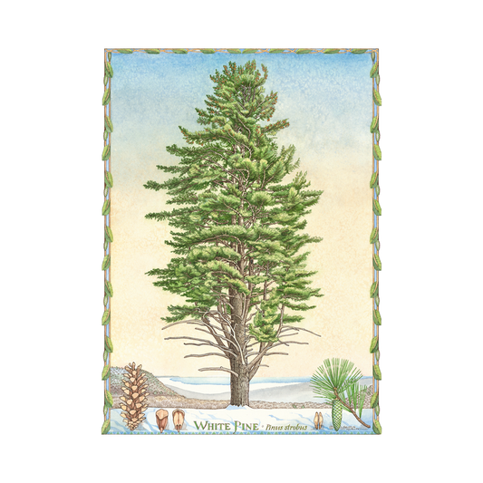 White Pine Print